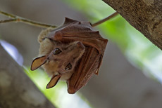 Fruchtfledermaus
